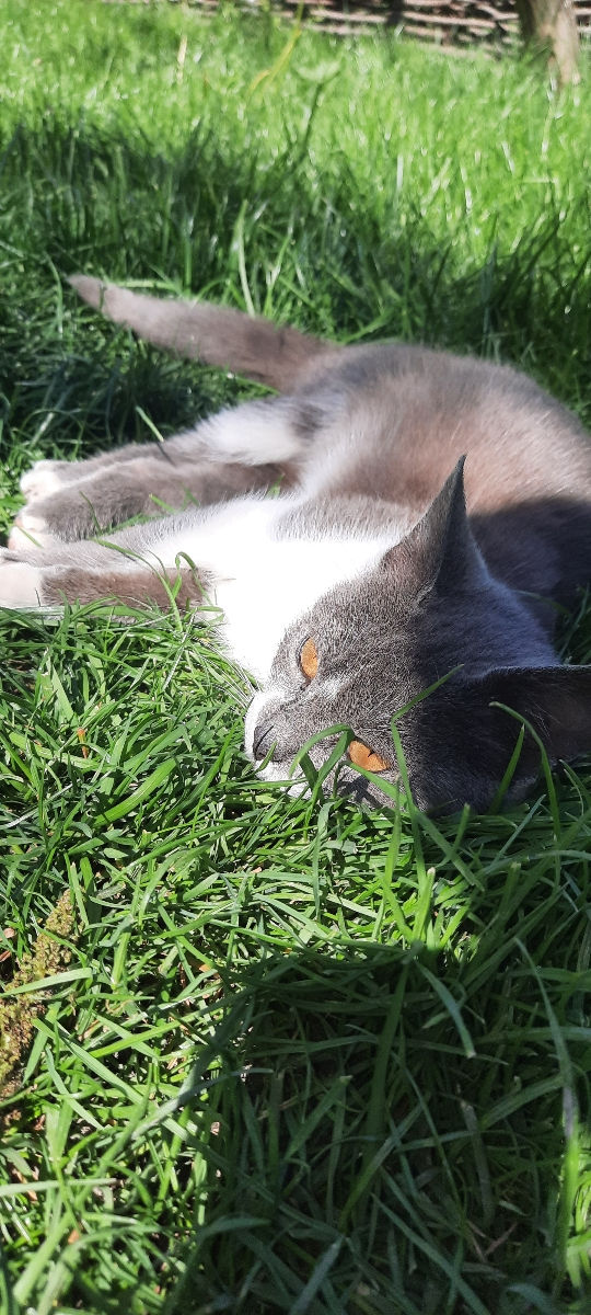 Pisicuța spre adoptie/ Кошечка к присиройству foto 8