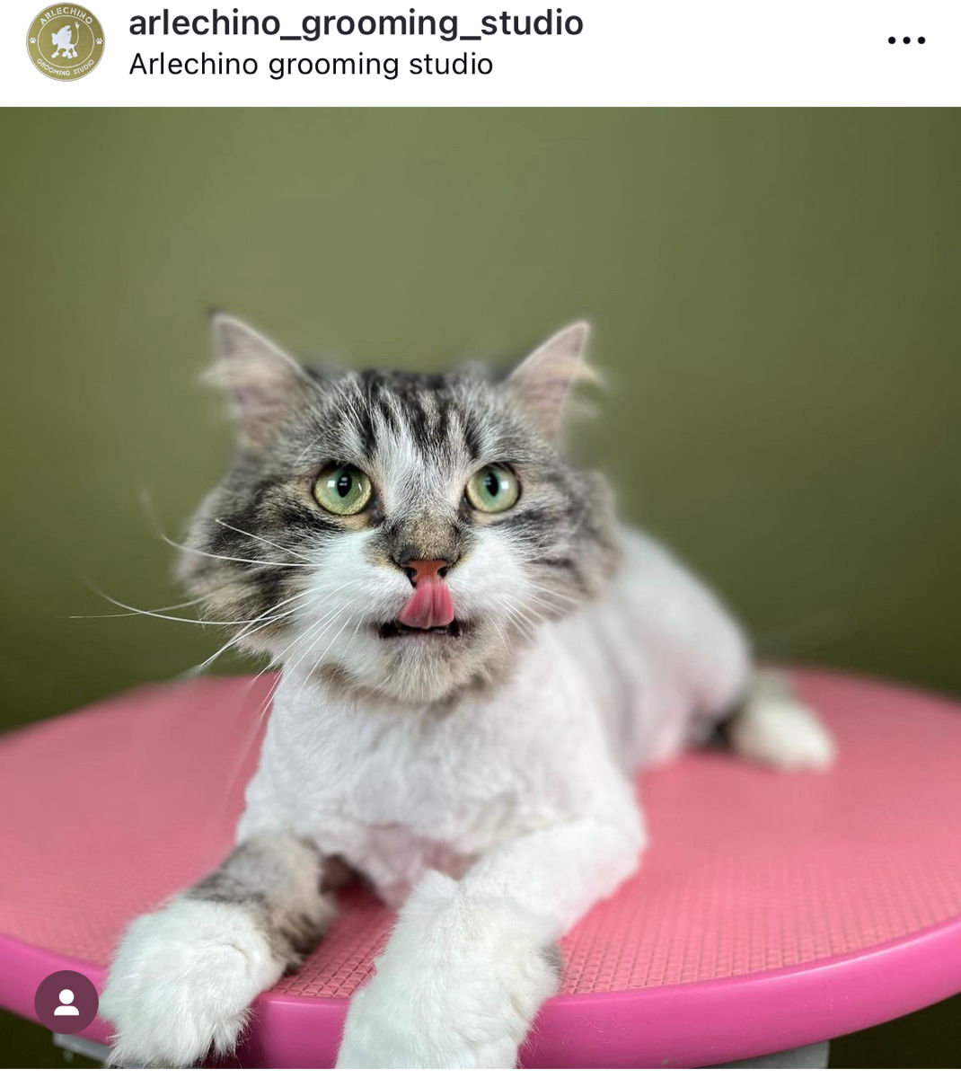 "Arlechino Grooming Studio". Буюканы. Стрижка кошек. foto 7