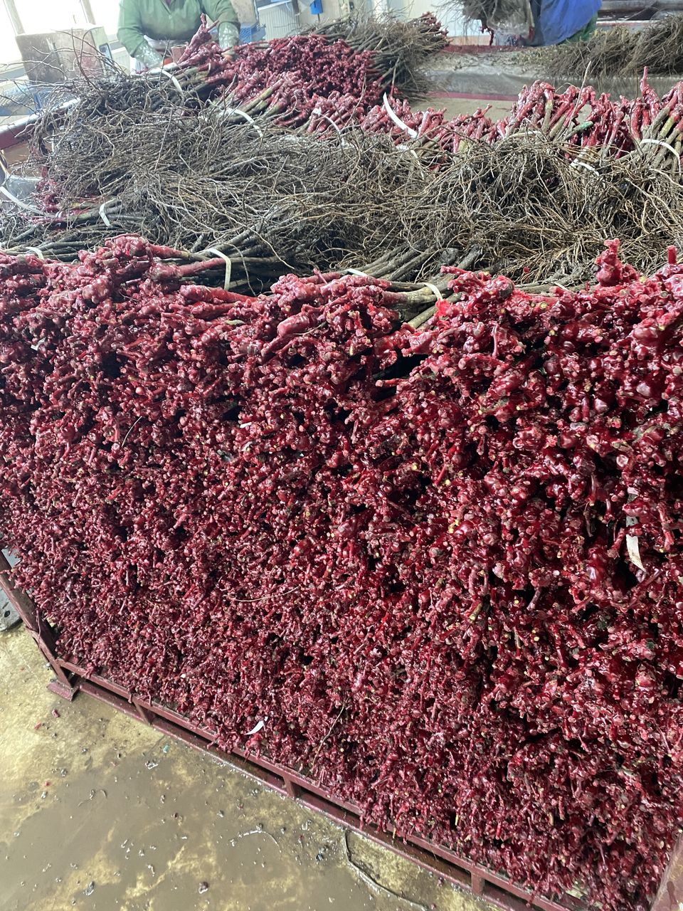 Butasi vita de vie foto 4