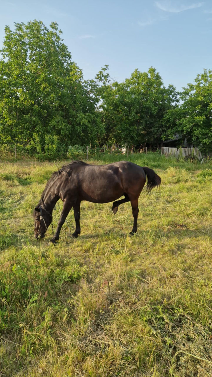 Iapă de vânzare – harnică și experimentată în lucrări agricole, preț - 10500lei foto 4
