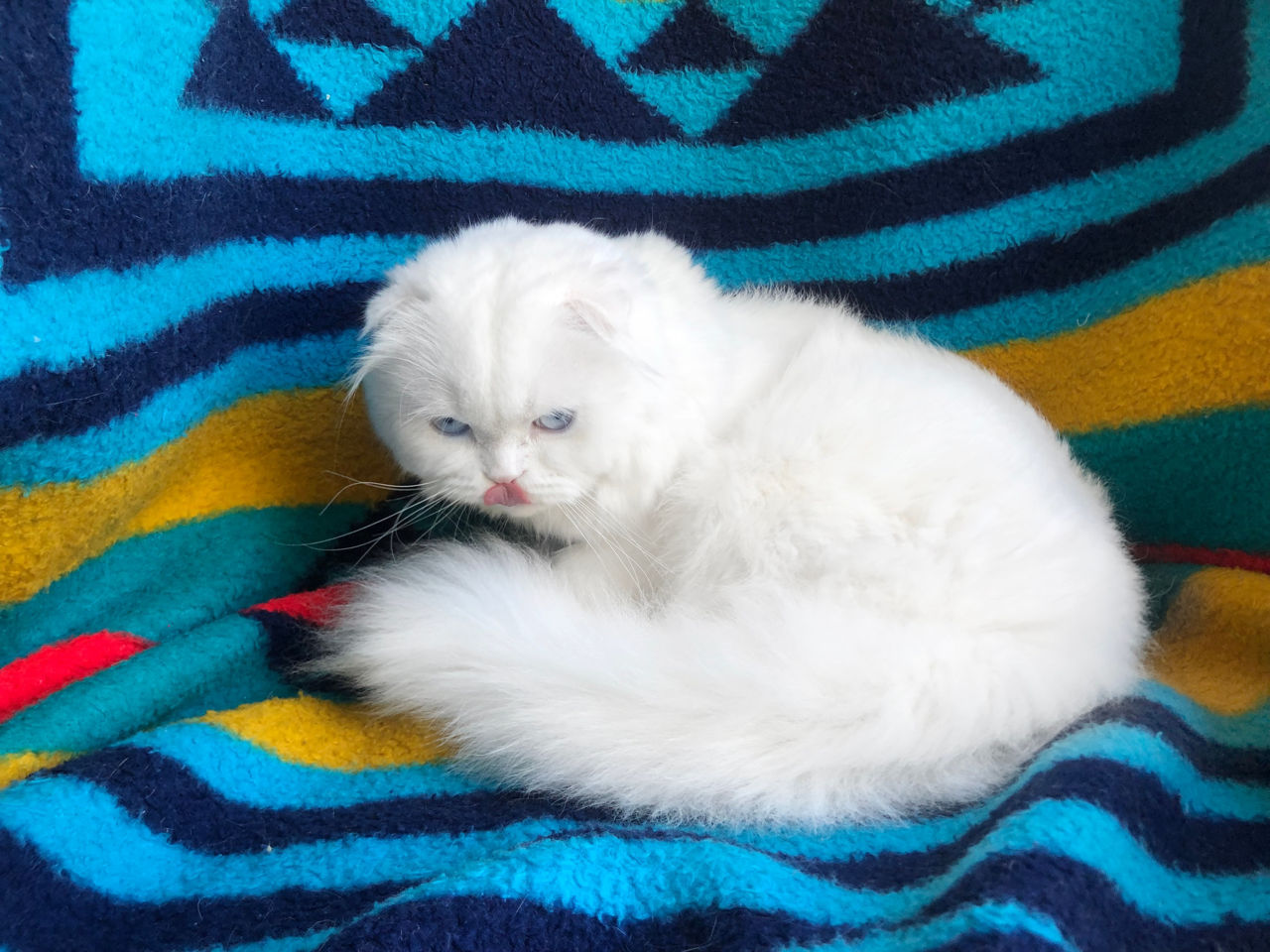 Motan alb superb, rasă pură scottish fold longhair, invită la împerechere! фото 2