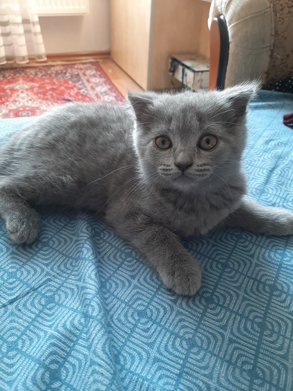Британские веслоушки