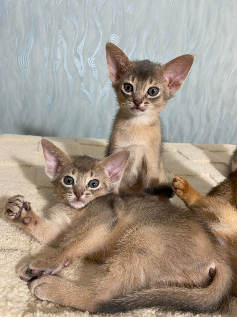 Абисинские котята. foto 4