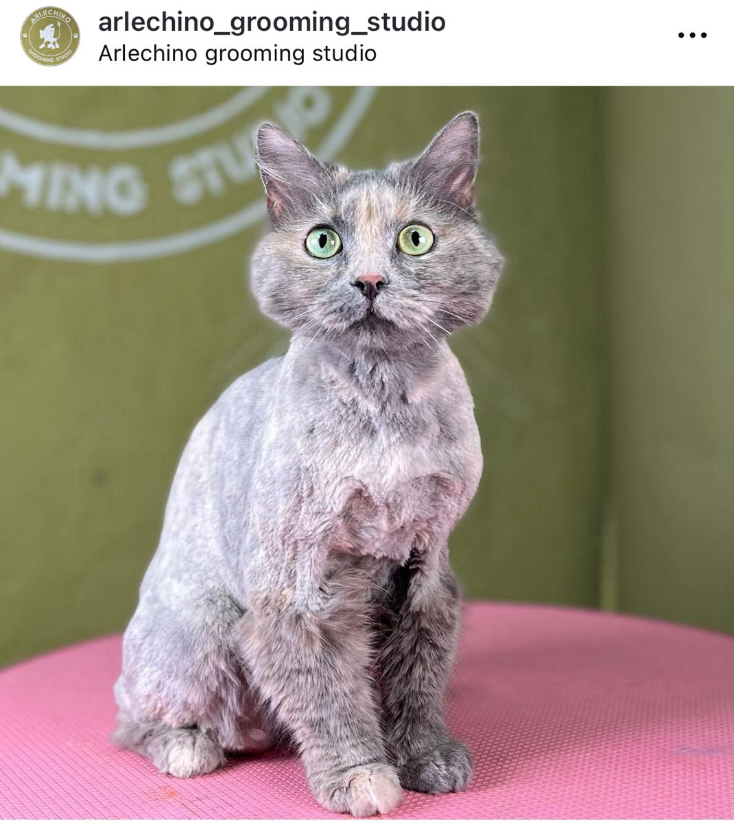 "Arlechino Grooming Studio". Буюканы. Стрижка кошек. foto 1