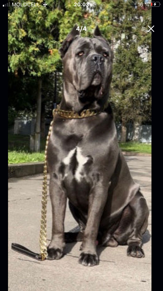 Кане корсо