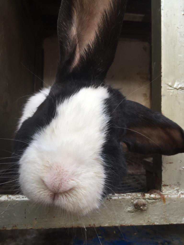 Cei mai buni iepuri. foto 7