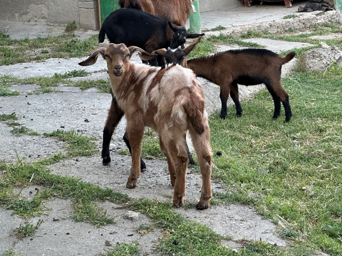 Продам козлят   foto 0