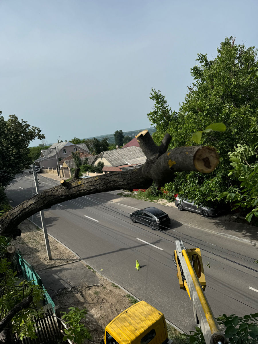 Спил деревьев с автовышкой. Tăiem copaci de pe Autoturn foto 1