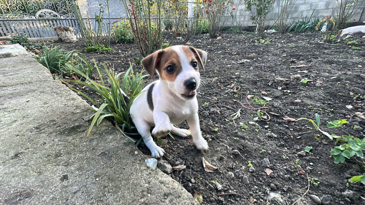 Jack Russell Terrier  foto 5