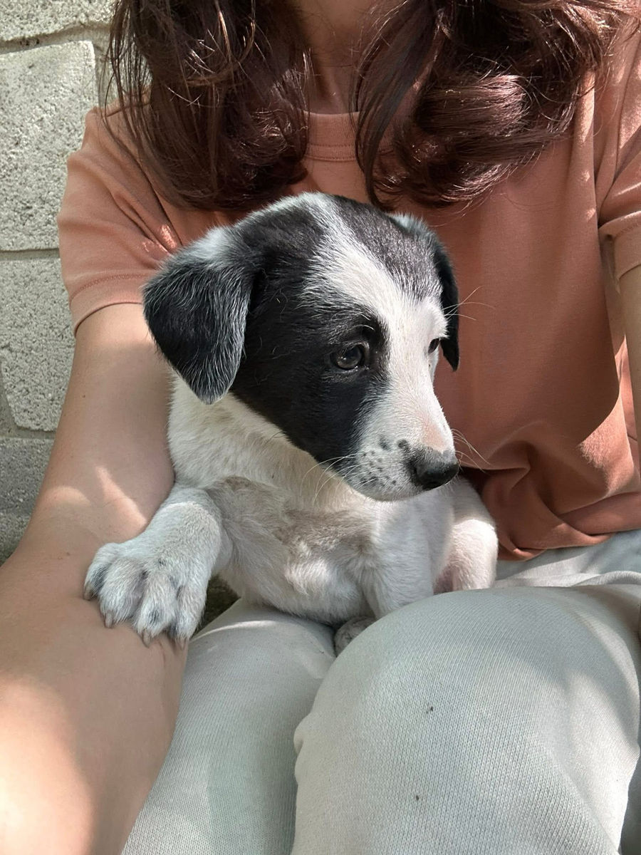 Catelusi spre adoptie in dar  foto 0