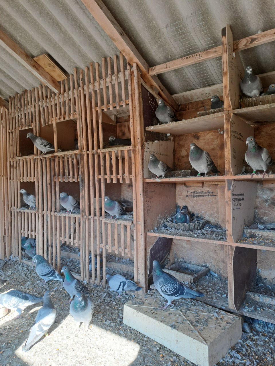 Porumbei voiajori (poștași) foto 0