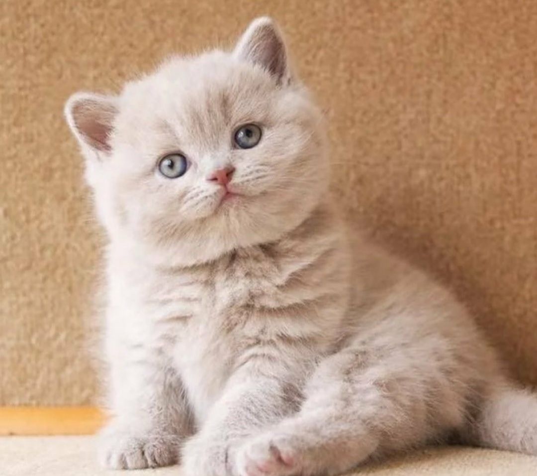 Лиловая Кошка Фото