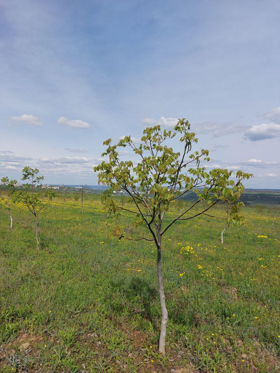 Livadă de nuci chandler, 7 ani - 11.4 ha cu sistem de irigare. foto 5