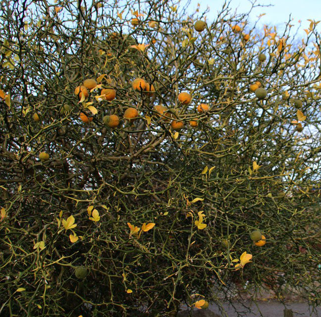 Лимон морозостойкий "Lemon-Bitter" -30C фото 5
