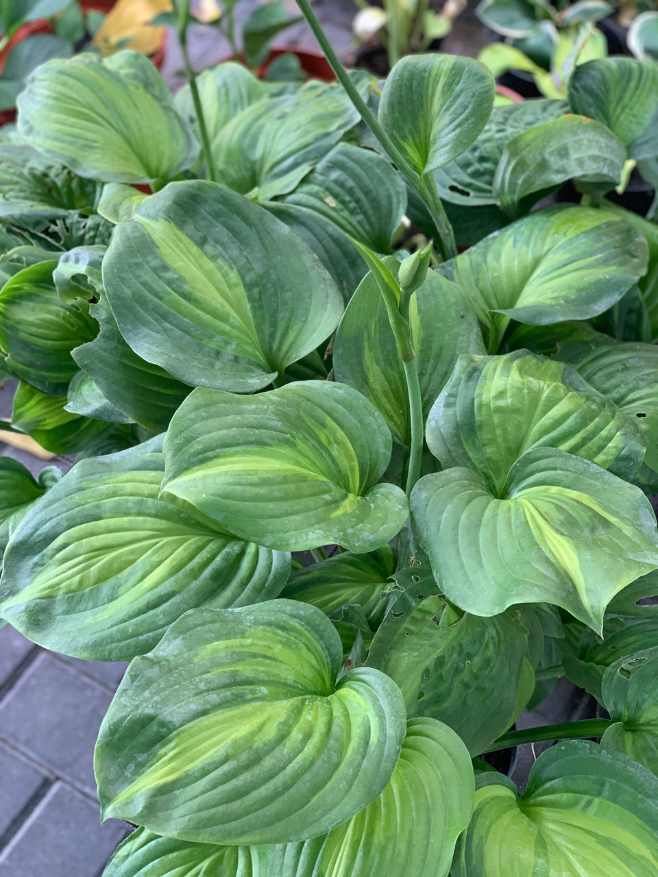 Vand diverse plante foto 0