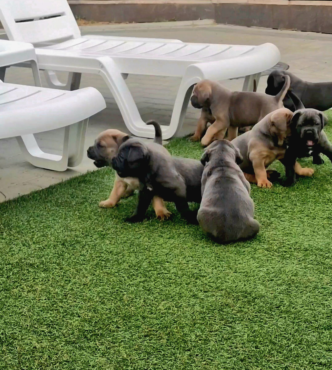 Cane corso pui FCI foto 5