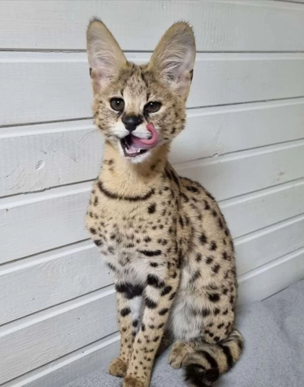 Сервал! Очень дорого!