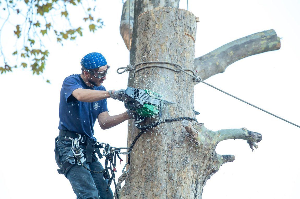 Defrisare arbori de orice dimensiuni si greutate.Arborist/Распиловка деревьев в труднодоступных мест foto 2