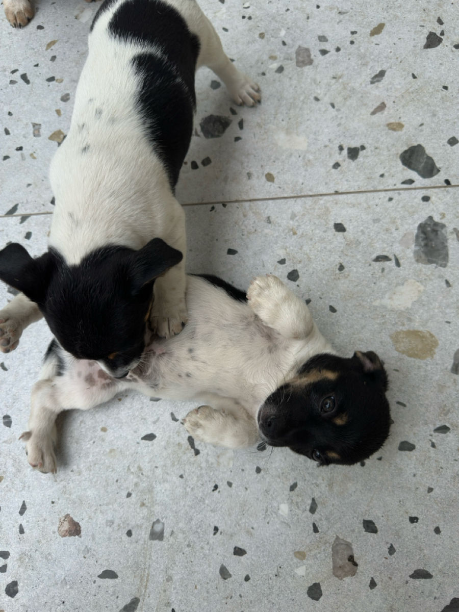 Pui Jack Russell Terrier (metis) de vânzare  foto 5