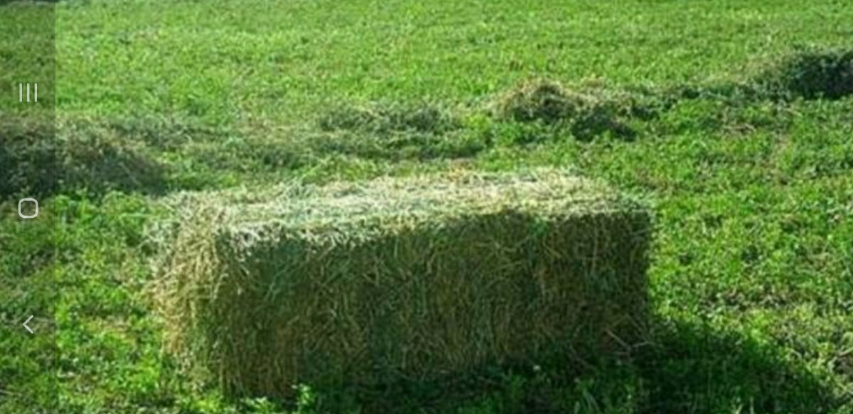 Продам тюки чистой люцерны 2024