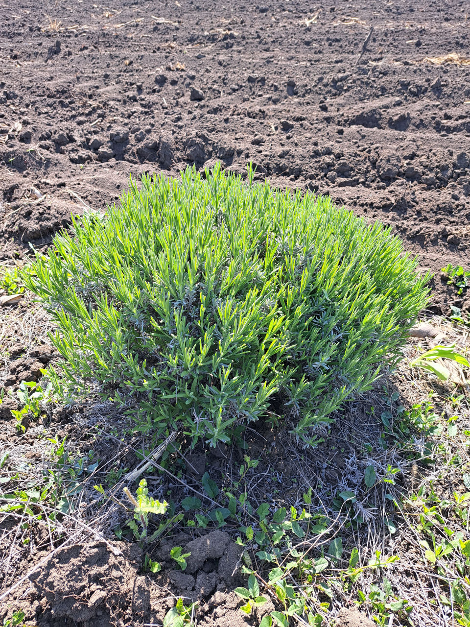 Lavanda foto 0