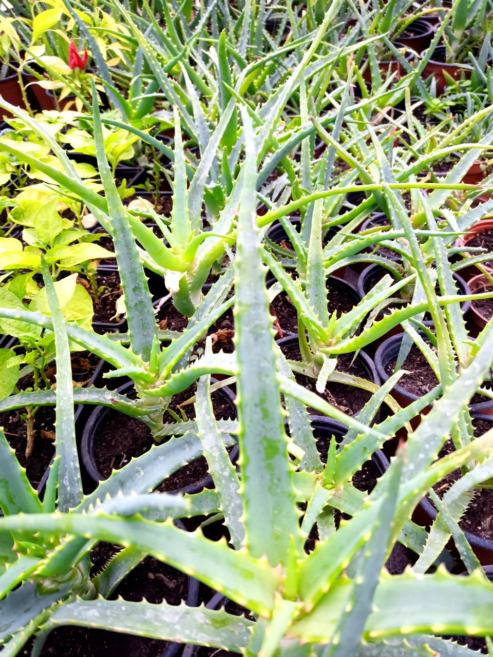 Aloe arboriscens (алоэ, столетник) фото 1