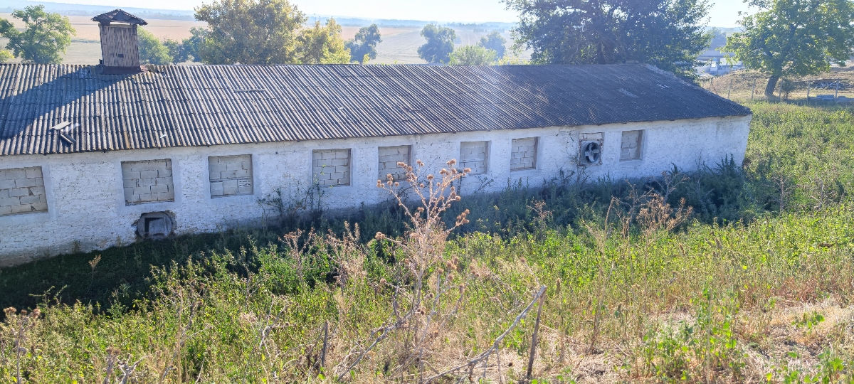 Ferma bovine păsări iepuri foto 4