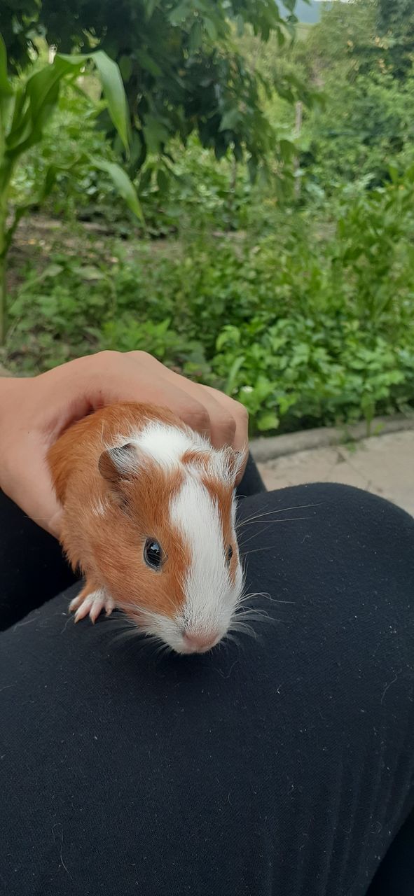 Морская свинка