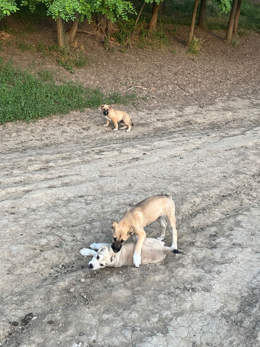 Vind Caței Rasa Kangal foto 3