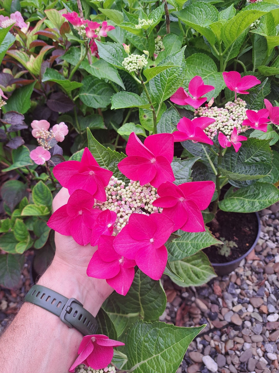 Hortensia foto 8