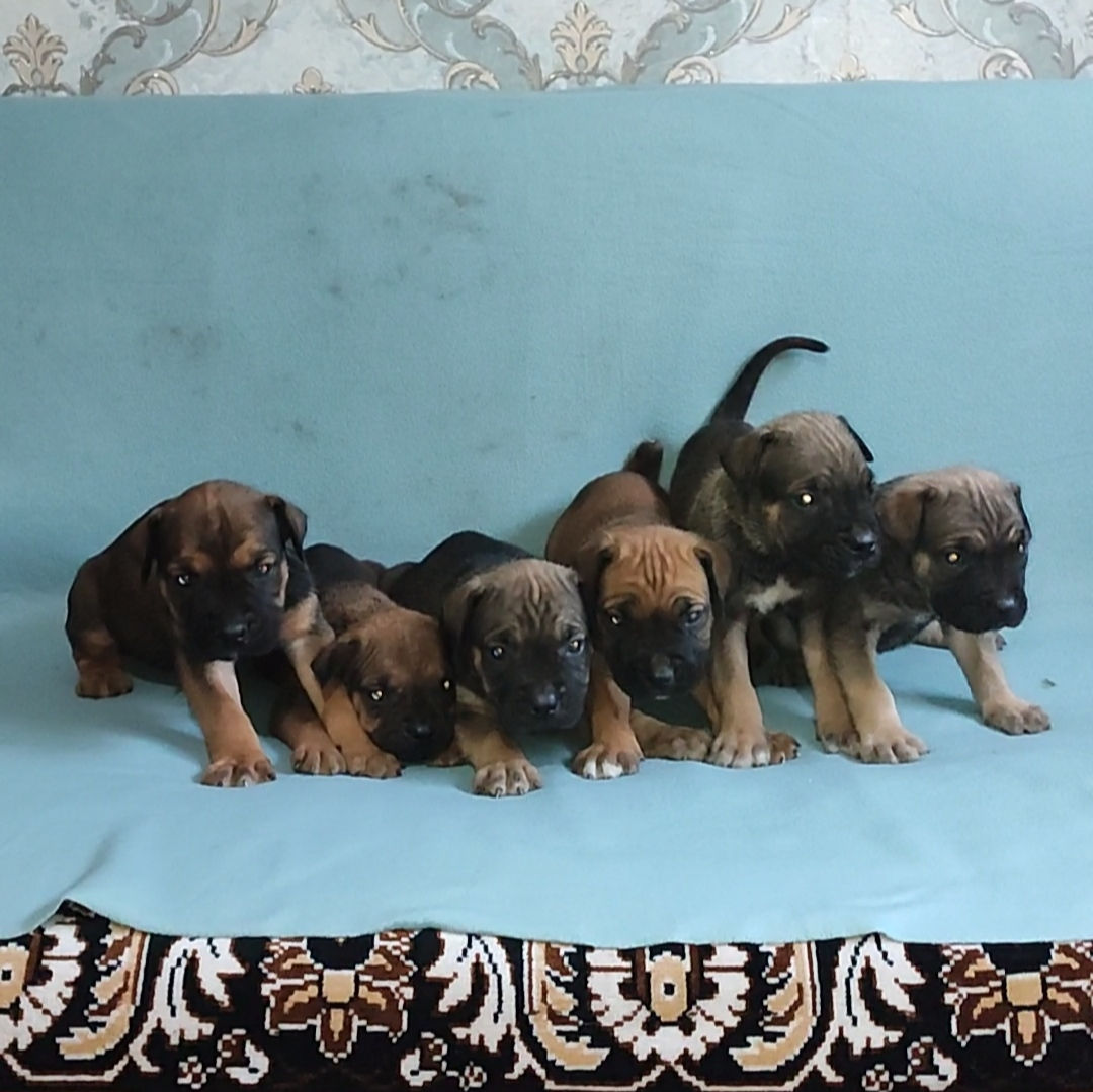 Cane corso  foto 0