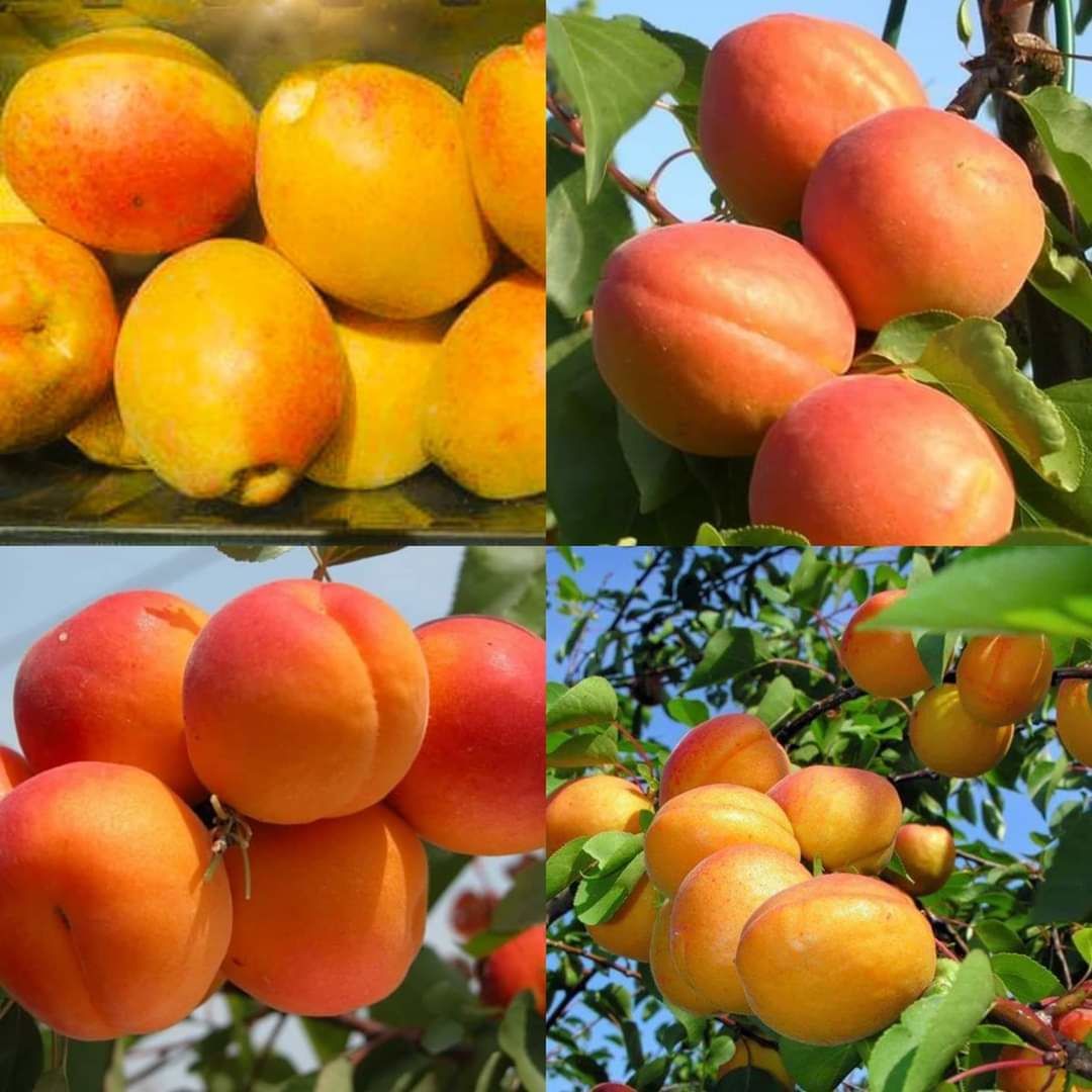 Pomi fructiferi - cais ( abricos ) Nadejda -/ Ananasovii /, Faralia , Bergeron și alte soiuri ... foto 2