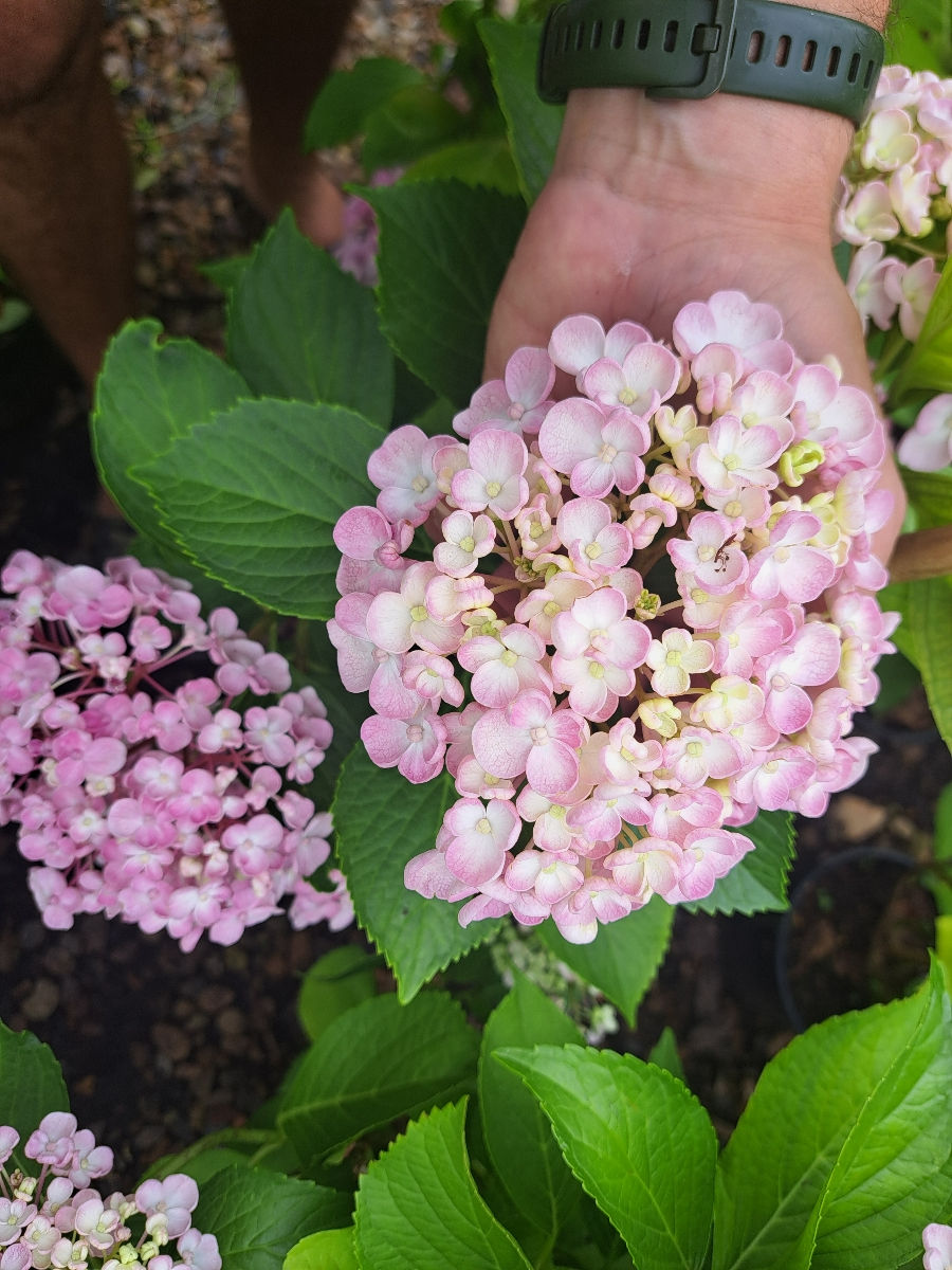 Hortensia foto 3