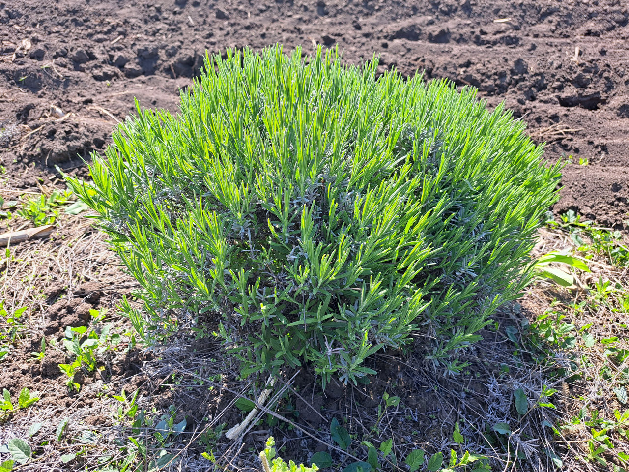 Lavanda foto 1