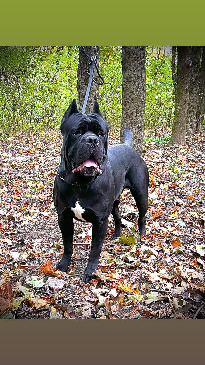 Вязка/Monta Cane Corso