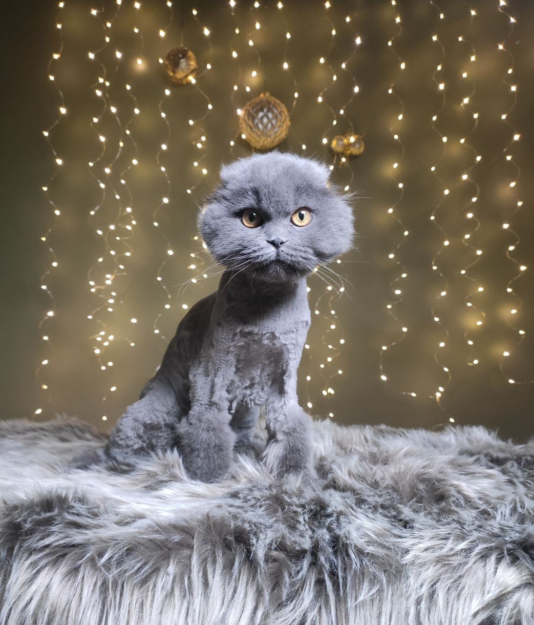 "Arlechino Grooming Studio". Буюканы. Стрижка кошек. фото 1