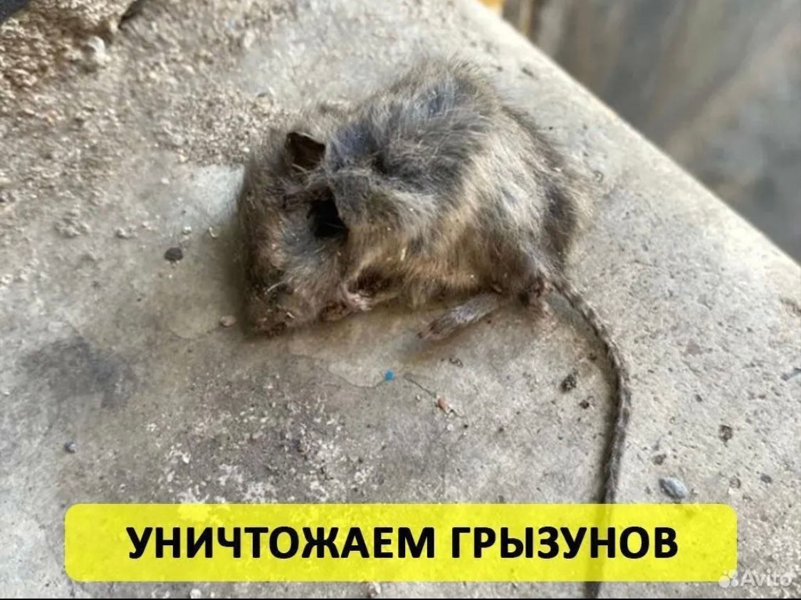 Санобработка тараканов, клопов, блох. Дезинфекция , Дезинсекцыя , Дератизация foto 3