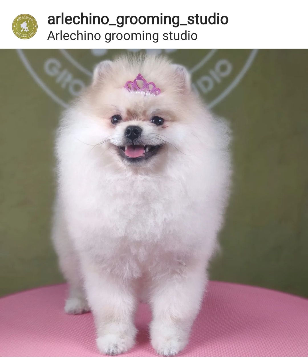 "Arlechino Grooming Studio". Buiucani. Îngrijirea cainilor si a pisicilor. foto 9