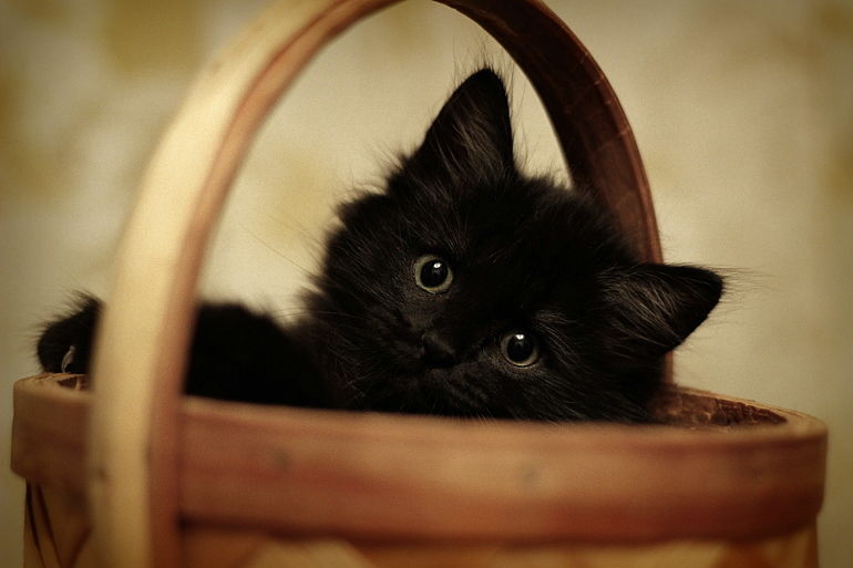 Черный пушистый кот (54 фото)