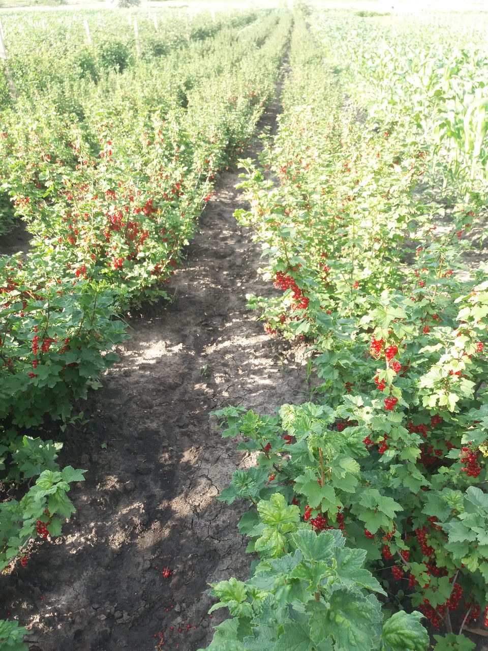 Vind smorodina rosie coacaza direct de la producator in jur de 600kg foto 7