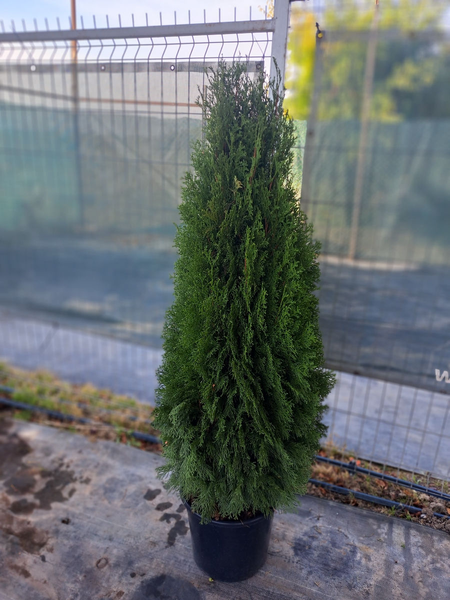 Thuja occidentalis foto 1