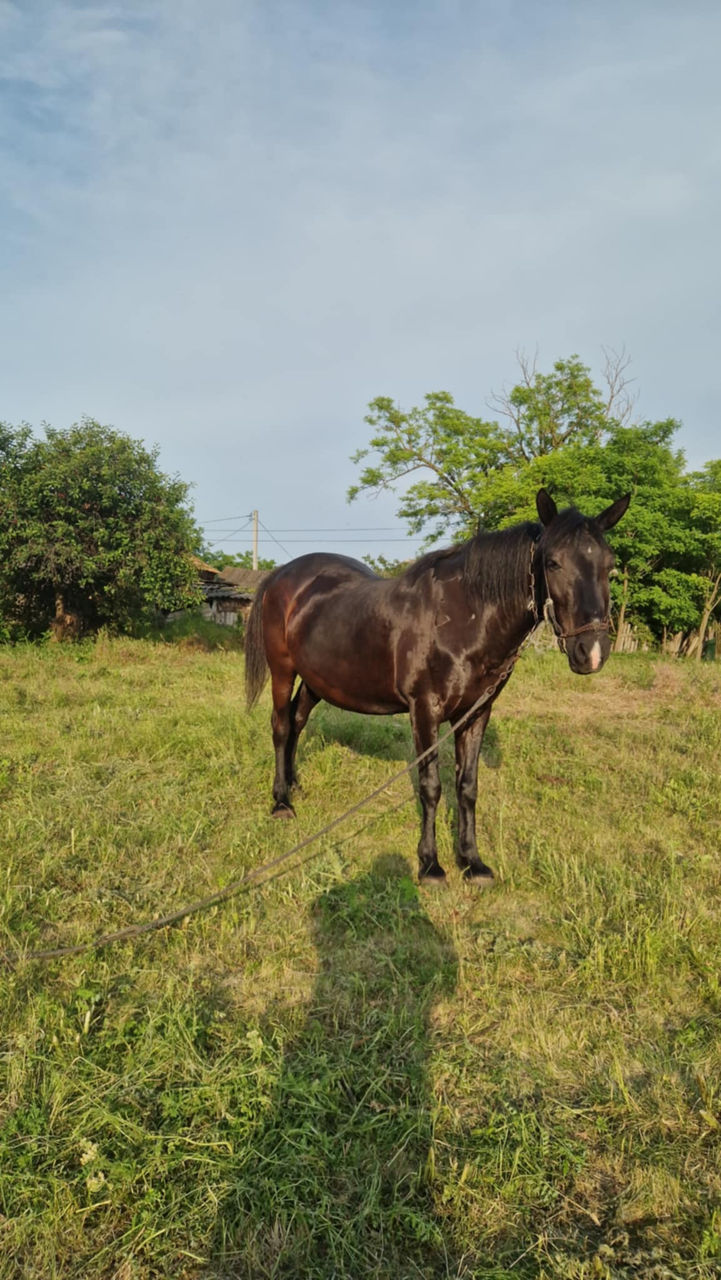 Iapă de vânzare – harnică și experimentată în lucrări agricole, preț - 10500lei foto 7