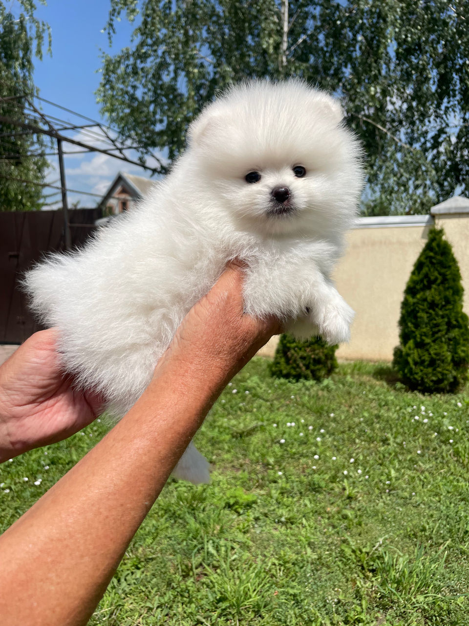 Померанский шпиц. Мини мишки foto 3