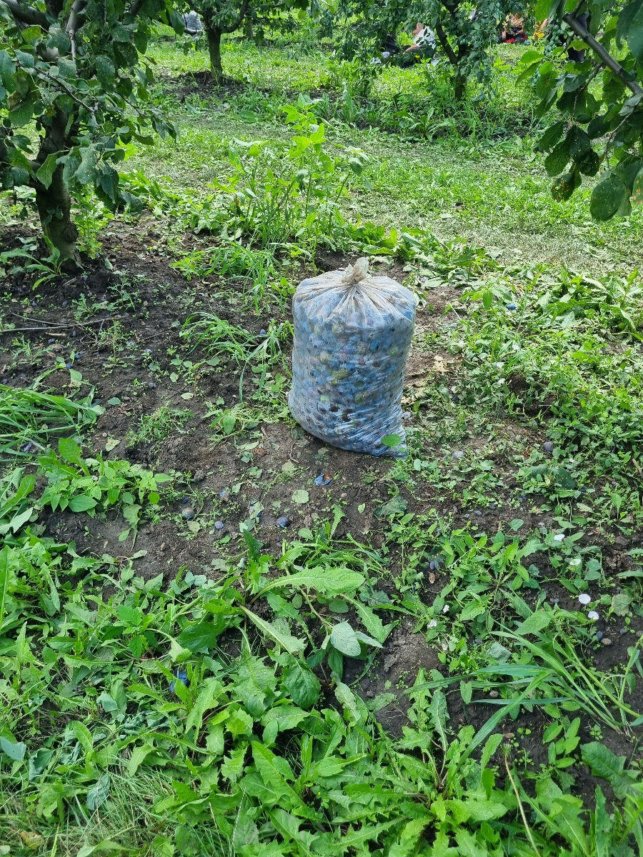 Cumpar pruna la tuica (rachiu) foto 0