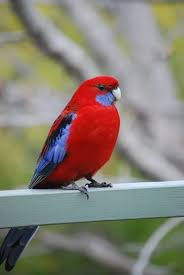 Rosella Pennant foto 0