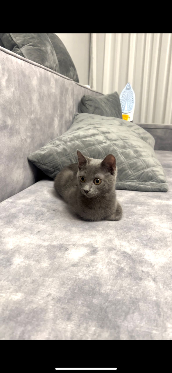 Pisica Russian Blue / Русская Голубая кошка