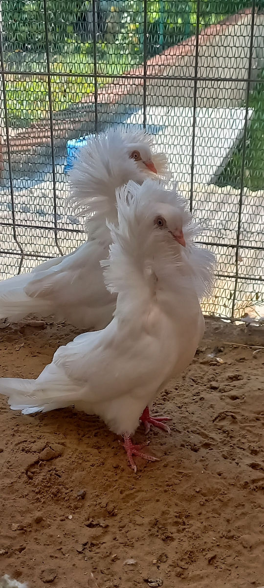 Porumbei foto 4