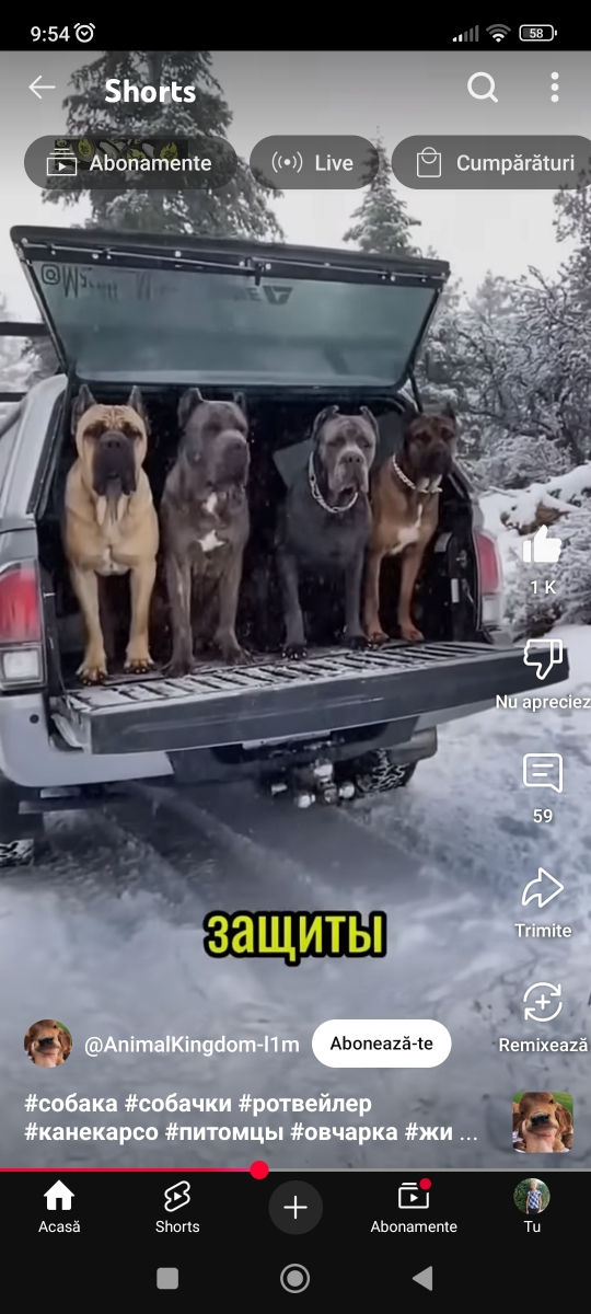 Cane corso  foto 7
