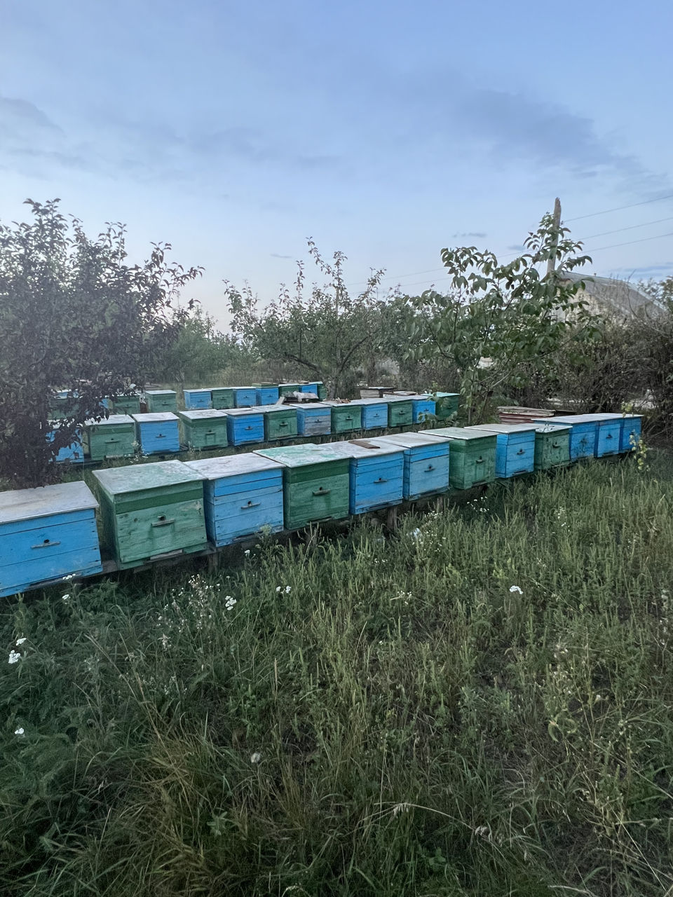 Продаю ульи С пчёлами