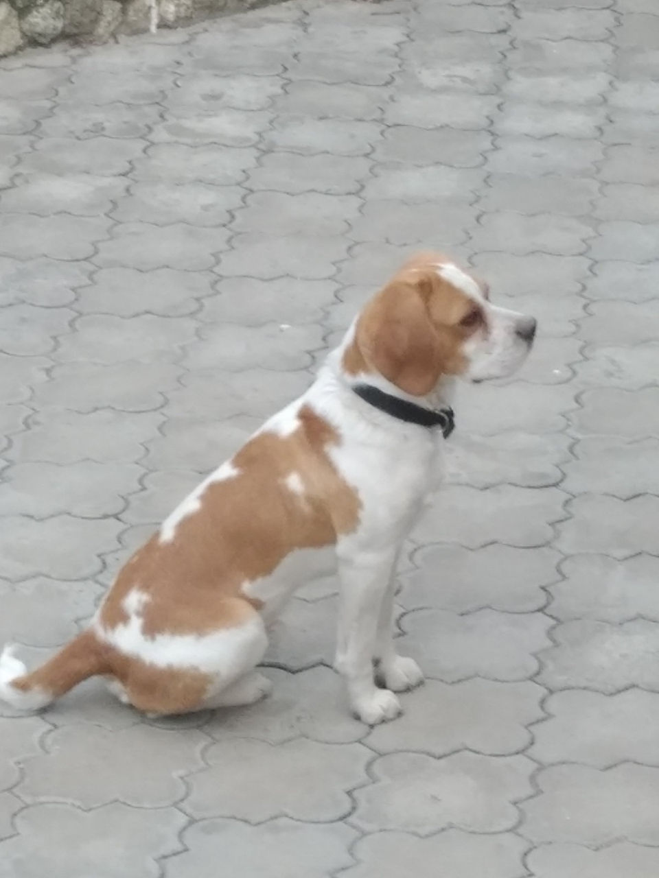 Beagle bicolor foto 1